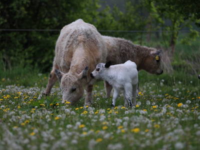 Bild 4 aus  LandSelection Schwarzfelder Hof