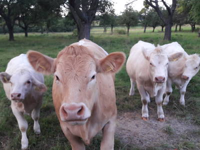 Bild 10 aus  Bauernhof Wujanz