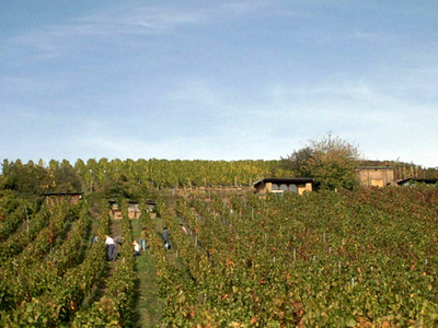 Weinlese 2003