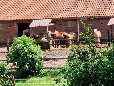 Bild 19 aus  Kreuger's Hof