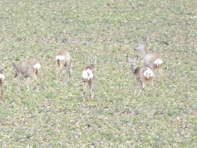 Bild 75 aus  Ferienhaus Gut Rattelvitz-INSEL RÜGEN