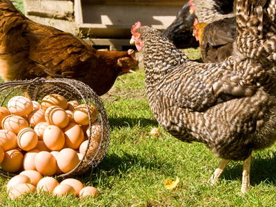 Bild 10 aus  Ignazhof