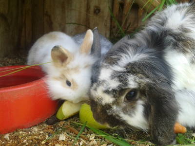 unsere flauschigen Hasen