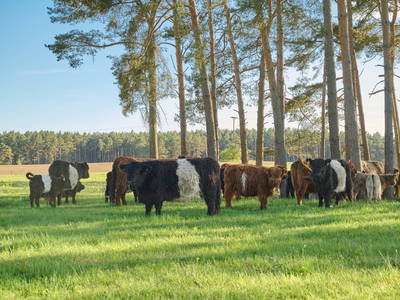 Bild 15 aus  Biber Ferienhof