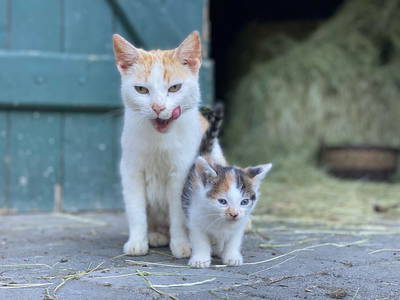 Bild 5 aus  Der Wassermannshof