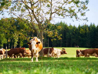 Bild 15 aus  Danielenhof