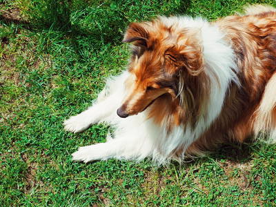 Bild 12 aus  Ferienparadies am Rennweg