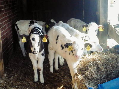 Bild 17 aus  Bauernhof Laave