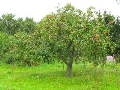 Bild 20 aus  Sonnenlandhof