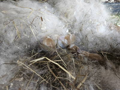 Bild 25 aus  Steigerwälder Zwergenhof ihr kleiner Kinder-Bauernhof für Familien- und Gruppenurlaube