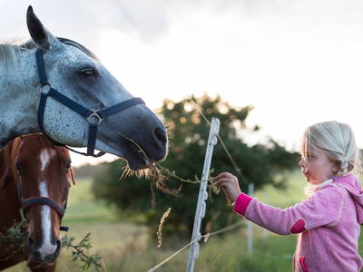 Bild 16 aus  Gut Pohnstorf