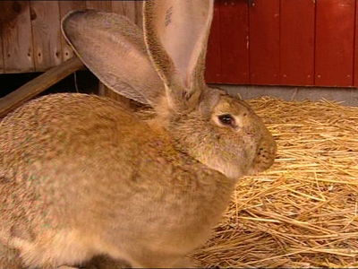 Bild 14 aus  Ferienhof Ebsen