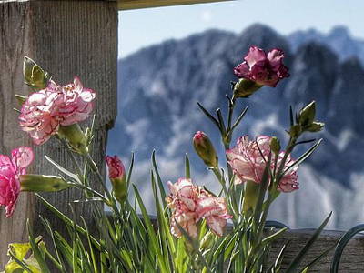 Bild 22 aus  Residence Alpenrose