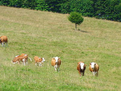 Bild 23 aus  Bauernhof Rützler