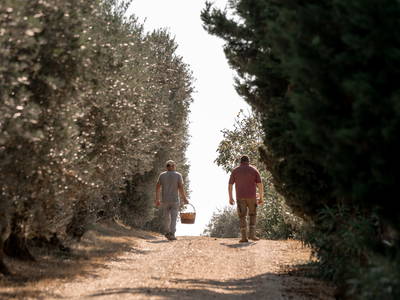 Bild 14 aus  LandSelection Weingut "IL PALAGIO"