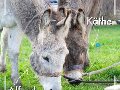 Ferien auf dem Bauernhof _ unsere Esel