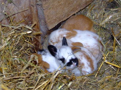 Bild 13 aus  Ferienhof Wilfert