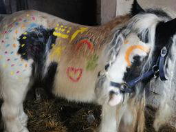 Bild 20 aus  Bauernhof Kieslinger