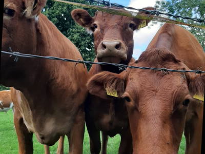 Bild 19 aus  Buchenhof Ratjen