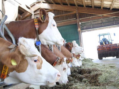 Bild 26 aus  Hollweck's Landoase