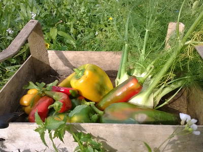 Bild 31 aus  Urlaub auf dem Lande zwischen den zwei Meeren - Apulien - Salento