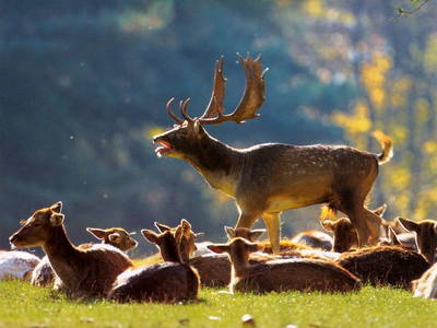 Bild 18 aus  Hotel Gasthof Sieberzmühle