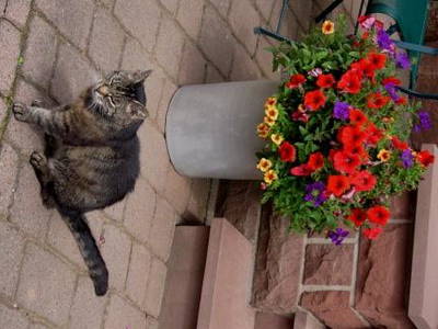 Bild 10 aus  Siefertshof