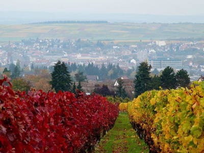 Bild 4 aus  Weingut Butzbach