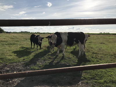 Bild 7 aus  Haus Deichgraf