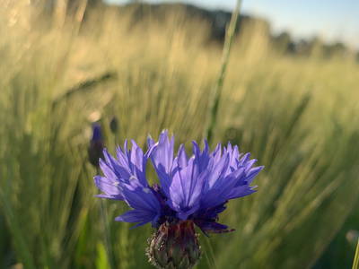 Bild 31 aus  Traumhafte Ferienwohnung am Wittenberghof