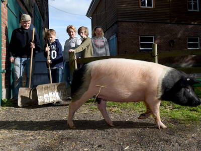Die Sau in den Stall treiben