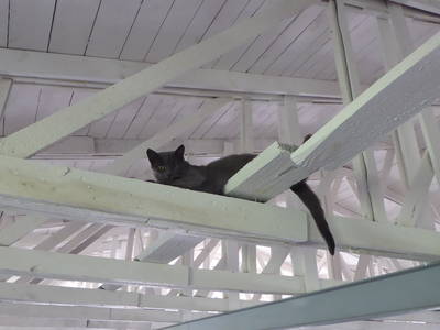 Bild 61 aus  Ferienhaus Gut Rattelvitz-INSEL RÜGEN