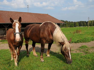 Bild 10 aus  Moarhof