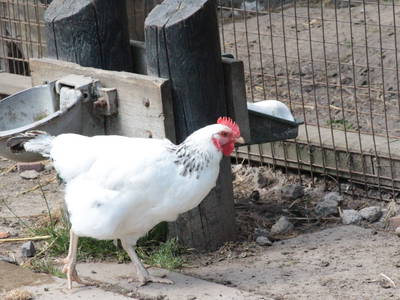 Bild 14 aus  Dahmerhof