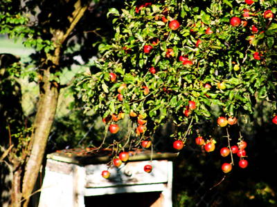 Bild 15 aus  Forsthof Niendorf