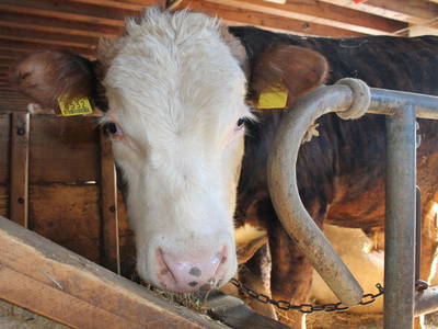 Bild 11 aus  Oberköbenhof