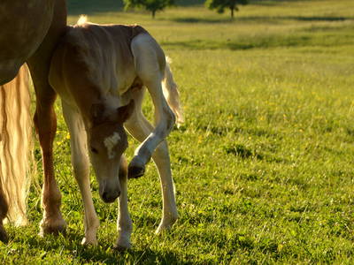 Bild 20 aus  Sternenhof