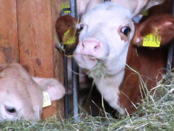 Bild 18 aus  Franzen Hof  Koch