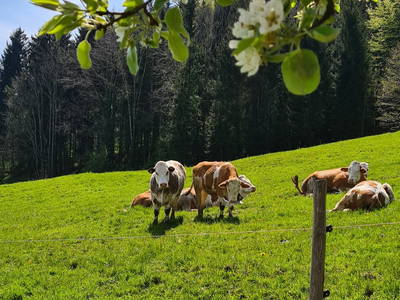 Schleipfnerhof - Weideochsen