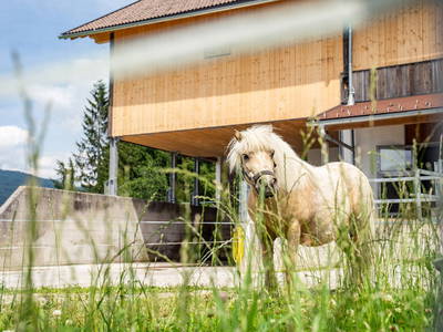 Bild 20 aus  Hornergut