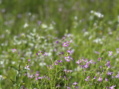 Bild 47 aus  Gut Büchenau  -  Auszeit für Erholungsuchende & Naturliebhaber