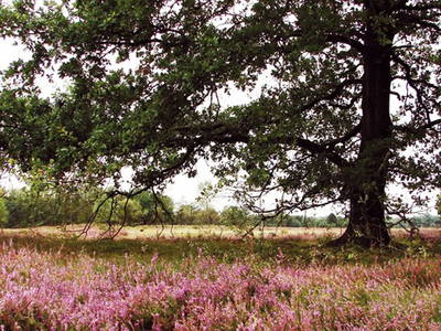 Lila Landschaft- natürlich in der Lüneburger- Heide!