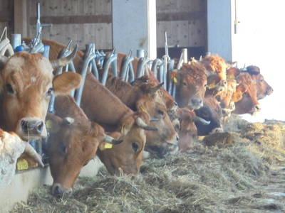 Bild 11 aus  Georgenhof