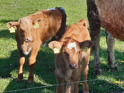 Bild 21 aus  Tommis Landhof