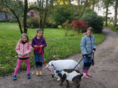 Mit den Ziegen spazieren gehen