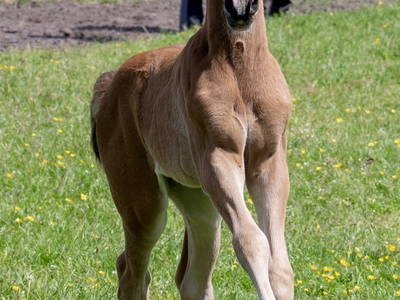 Bild 7 aus  Reiterhof Losse