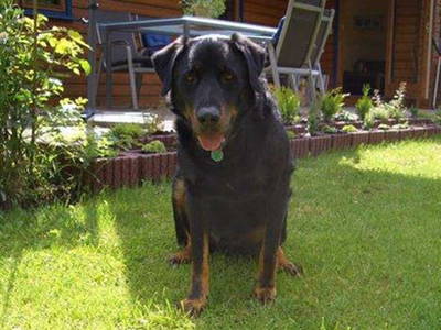 Der Hund fühlt sich wohl im Garten