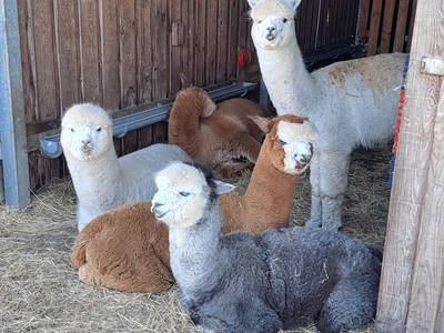 Bild 20 aus  Tiny House trifft Alpaka-Traum – Natururlaub mal anders!