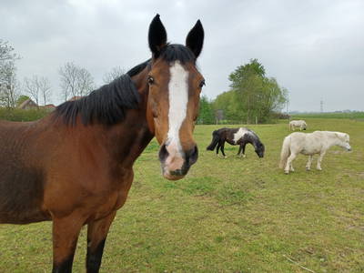 Bild 19 aus  Ferienhof Nordorfer Grashaus