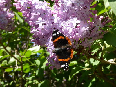 Bild 20 aus  Ederhof